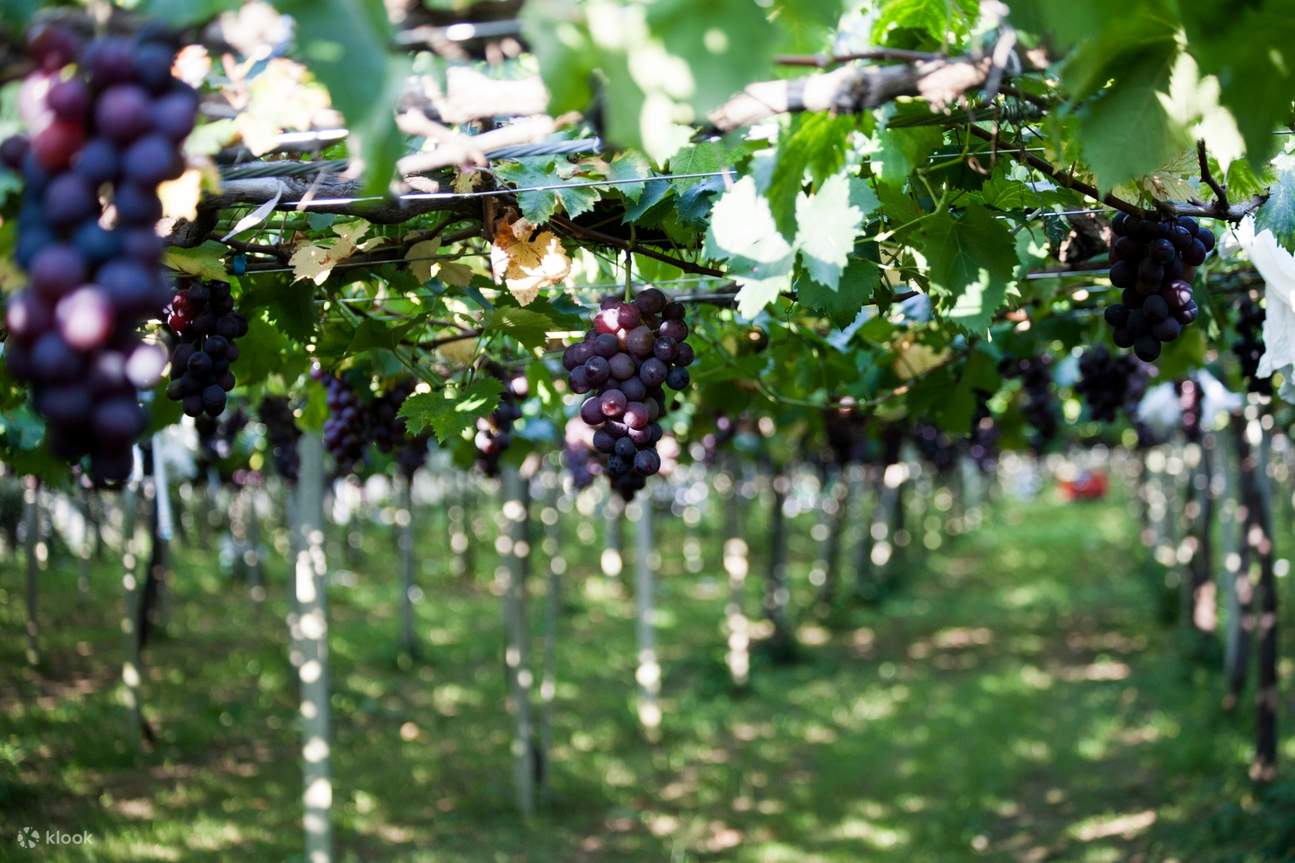 과일 따기 공통 이용권